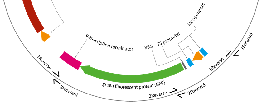 Fragment of a plasmid diagram showing GFP with a T5/lac promoter © Jarek Bryk